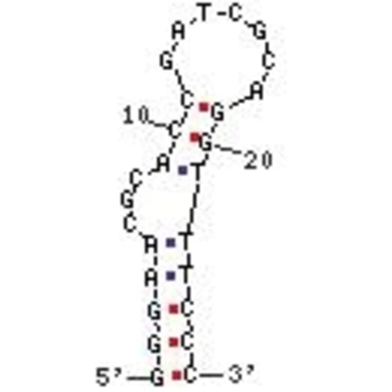 Secondary Structure - Anti-Streptavidin Aptamer [StrepApt5] (Biotin) (A320994) - Antibodies.com
