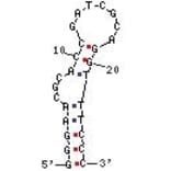 Secondary Structure - Anti-Streptavidin Aptamer [StrepApt5] (Biotin) (A320994) - Antibodies.com