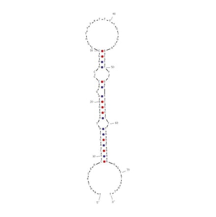 Secondary Structure - Anti-Human Papilloma Virus Type 16 E7 Aptamer [G5a3N.4] (Biotin) (A320997) - Antibodies.com