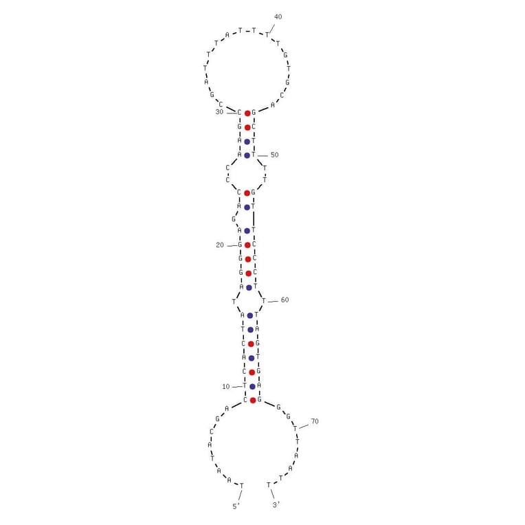Secondary Structure - Anti-Human Papilloma Virus Type 16 E7 Aptamer [G5a3N.4] (Biotin) (A320997) - Antibodies.com