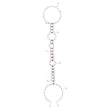 Secondary Structure - Anti-Human Papilloma Virus Type 16 E7 Aptamer [G5a3N.4] (Biotin) (A320997) - Antibodies.com