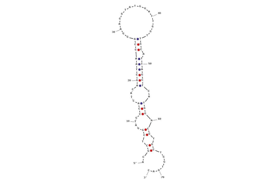 Secondary Structure - Anti-N-epsilon-p-nosyl-l-lysine (PSL) Aptamer [M13a] (Biotin) (A320998) - Antibodies.com