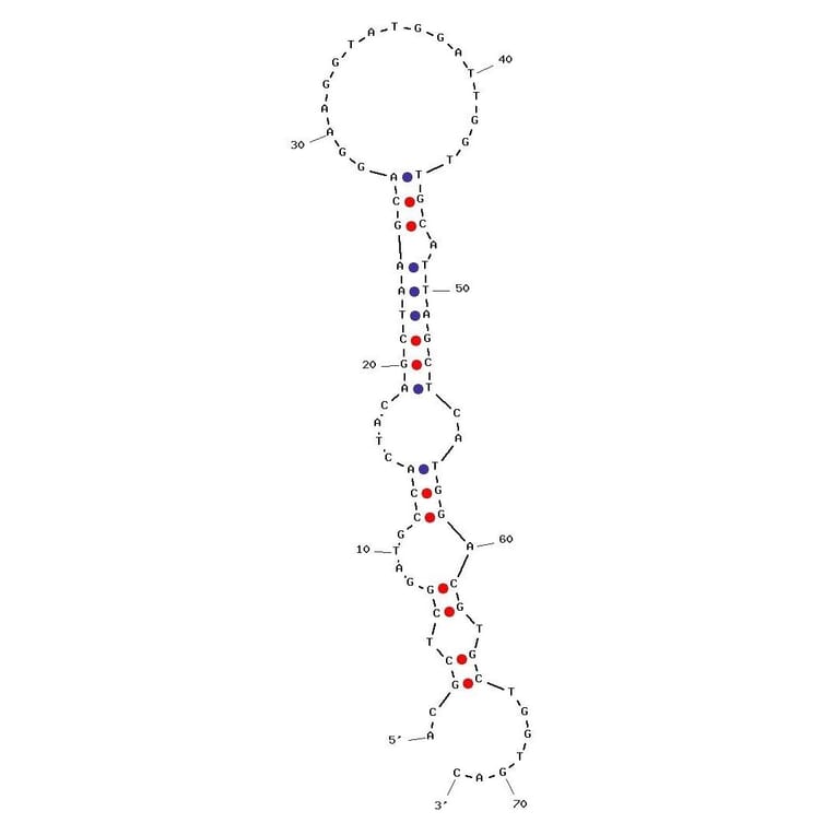 Secondary Structure - Anti-N-epsilon-p-nosyl-l-lysine (PSL) Aptamer [M13a] (Biotin) (A320998) - Antibodies.com