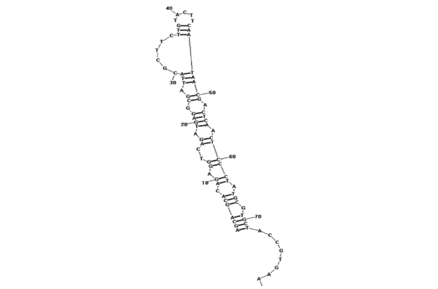 Secondary Structure - Anti-Staphylococcus aureus Enterotoxin A Aptamer [A1] (Biotin) (A320999) - Antibodies.com