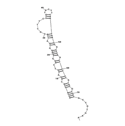 Secondary Structure - Anti-Staphylococcus aureus Enterotoxin A Aptamer [A1] (Biotin) (A320999) - Antibodies.com