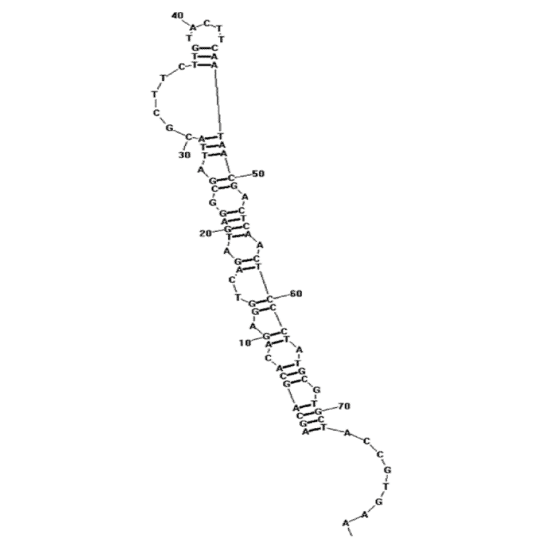 Secondary Structure - Anti-Staphylococcus aureus Enterotoxin A Aptamer [A1] (Biotin) (A320999) - Antibodies.com