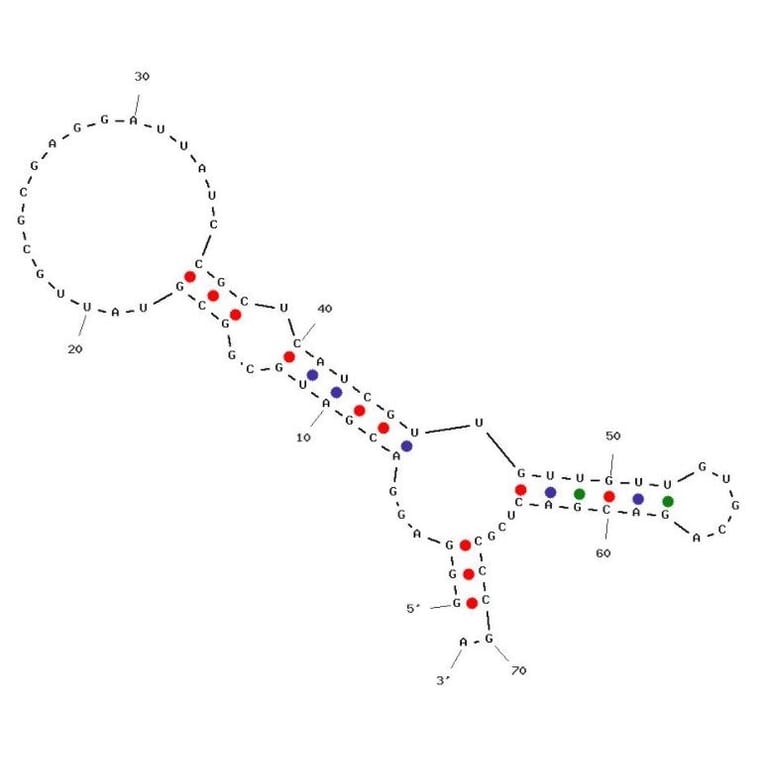 Secondary Structure - Anti-Staphylococcus aureus Enterotoxin A Aptamer [A15] (Biotin) (A321000) - Antibodies.com