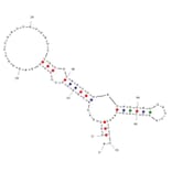 Secondary Structure - Anti-Staphylococcus aureus Enterotoxin A Aptamer [A15] (Biotin) (A321000) - Antibodies.com