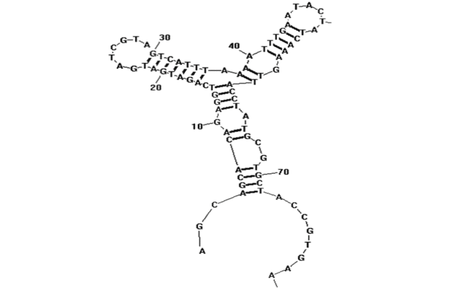 Secondary Structure - Anti-Staphylococcus aureus Enterotoxin A Aptamer [A23.2] (Biotin) (A321001) - Antibodies.com