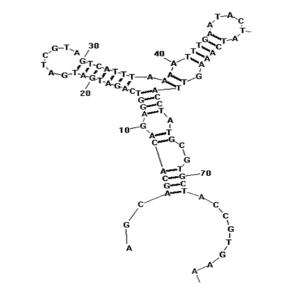 Secondary Structure - Anti-Staphylococcus aureus Enterotoxin A Aptamer [A23.2] (Biotin) (A321001) - Antibodies.com