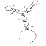 Secondary Structure - Anti-Staphylococcus aureus Enterotoxin A Aptamer [A23.2] (Biotin) (A321001) - Antibodies.com