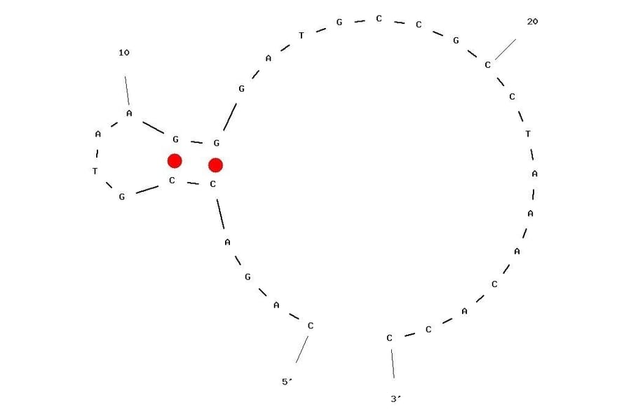 Secondary Structure - Anti-Anthrax Protective Antigen Aptamer [2-PA] (Biotin) (A321003) - Antibodies.com