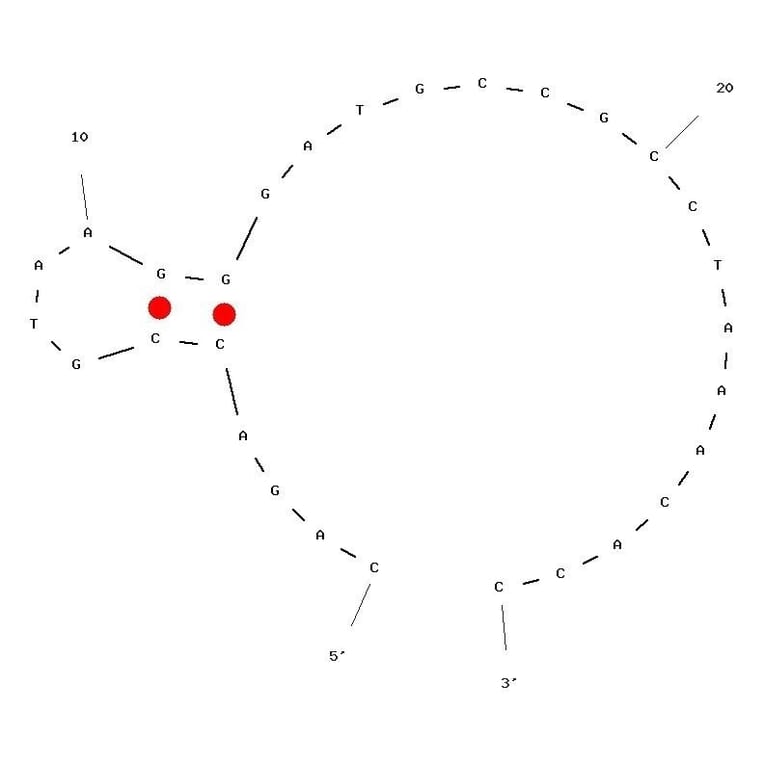 Secondary Structure - Anti-Anthrax Protective Antigen Aptamer [2-PA] (Biotin) (A321003) - Antibodies.com