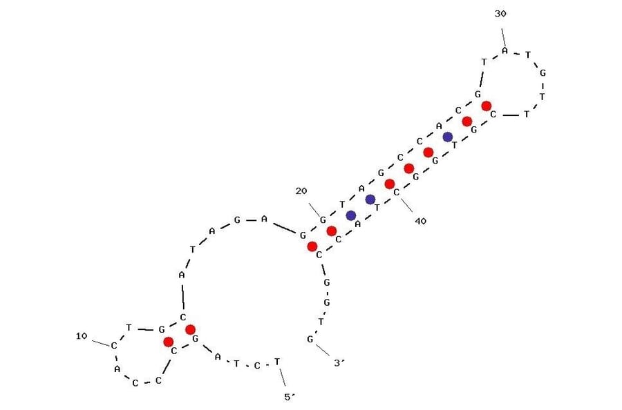 Secondary Structure - Anti-VEGF Aptamer [hVap1_Stem] (Biotin) (A321004) - Antibodies.com