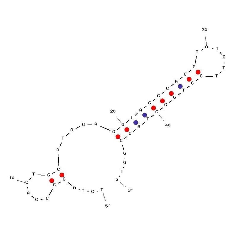 Secondary Structure - Anti-VEGF Aptamer [hVap1_Stem] (Biotin) (A321004) - Antibodies.com
