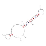 Secondary Structure - Anti-VEGF Aptamer [hVap1_Stem] (Biotin) (A321004) - Antibodies.com
