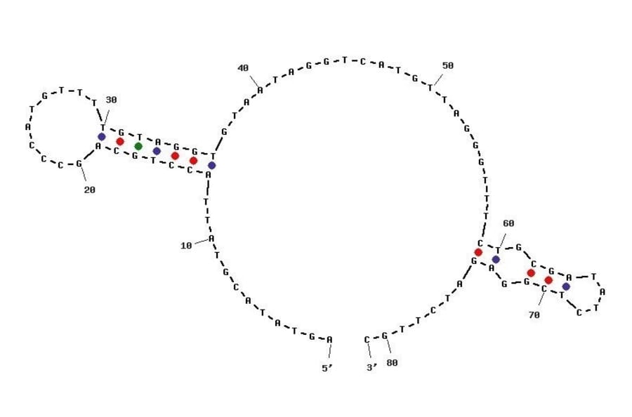 Secondary Structure - Anti-Human Norovirus Aptamer [SMV-21] (Biotin) (A321007) - Antibodies.com