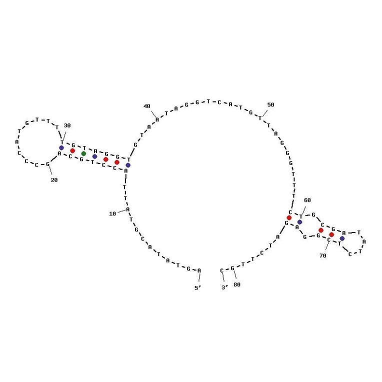 Secondary Structure - Anti-Human Norovirus Aptamer [SMV-21] (Biotin) (A321007) - Antibodies.com