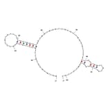 Secondary Structure - Anti-Human Norovirus Aptamer [SMV-21] (Biotin) (A321007) - Antibodies.com