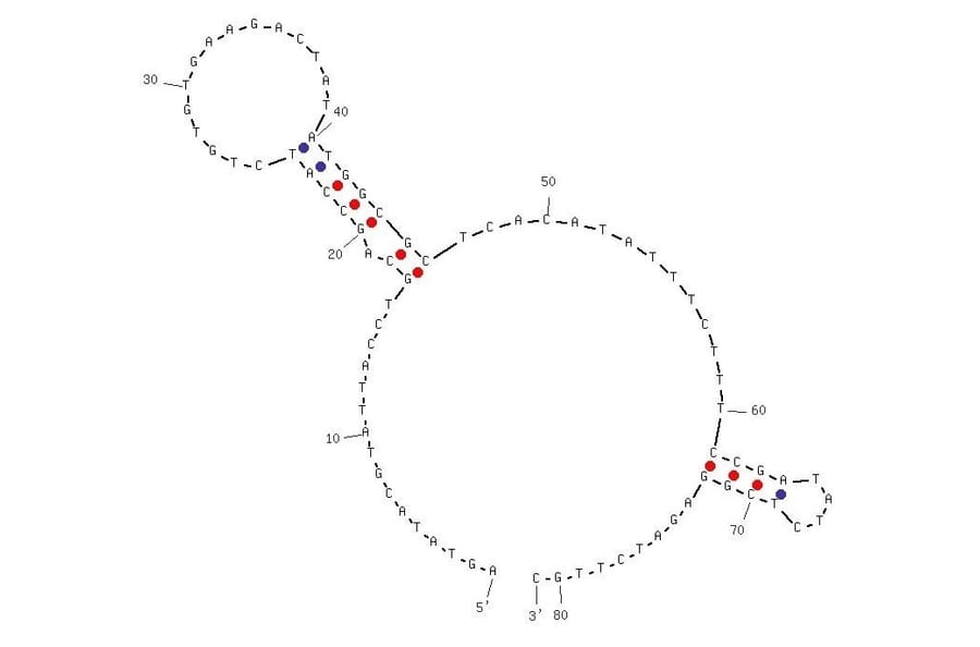 Secondary Structure - Anti-Human Norovirus Aptamer [SMV-25] (Biotin) (A321008) - Antibodies.com