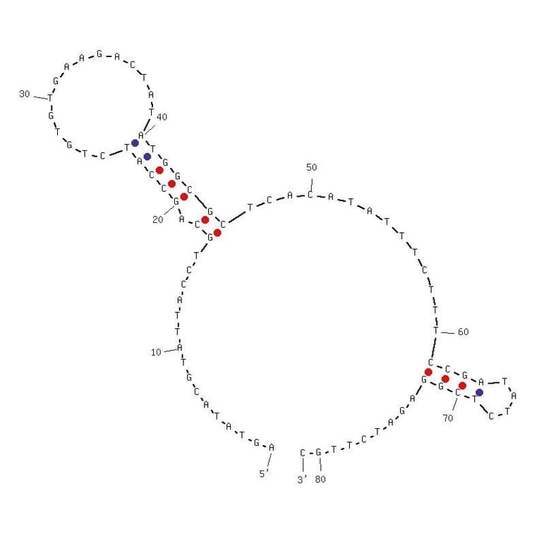 Secondary Structure - Anti-Human Norovirus Aptamer [SMV-25] (Biotin) (A321008) - Antibodies.com