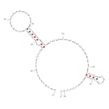 Secondary Structure - Anti-Human Norovirus Aptamer [SMV-25] (Biotin) (A321008) - Antibodies.com