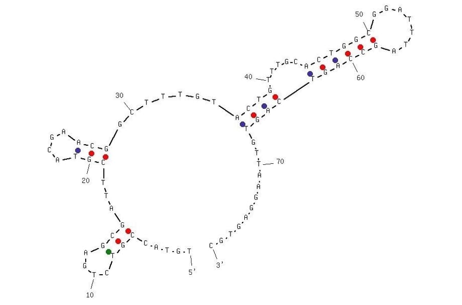Secondary Structure - Anti-Atrazine Aptamer [R12.23] (Biotin) (A321009) - Antibodies.com