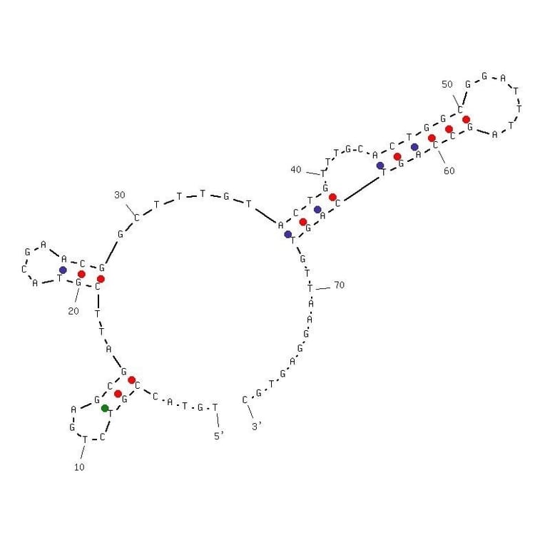Secondary Structure - Anti-Atrazine Aptamer [R12.23] (Biotin) (A321009) - Antibodies.com