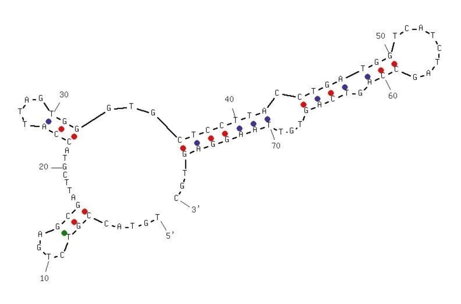 Secondary Structure - Anti-Atrazine Aptamer [R12.28] (Biotin) (A321010) - Antibodies.com