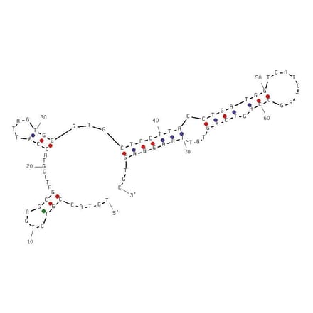 Secondary Structure - Anti-Atrazine Aptamer [R12.28] (Biotin) (A321010) - Antibodies.com