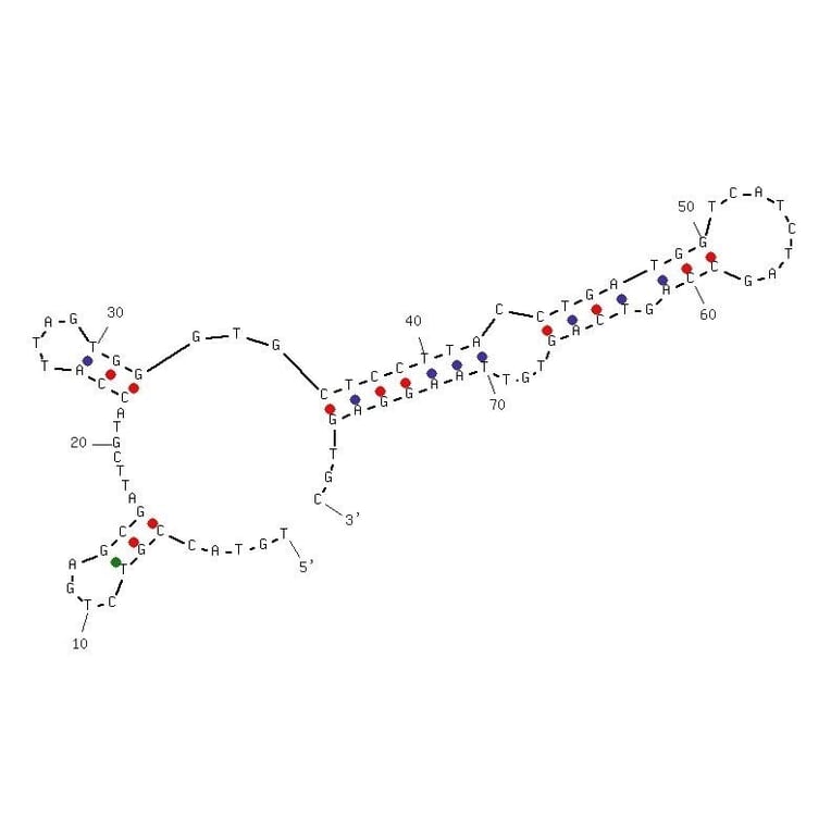 Secondary Structure - Anti-Atrazine Aptamer [R12.28] (Biotin) (A321010) - Antibodies.com