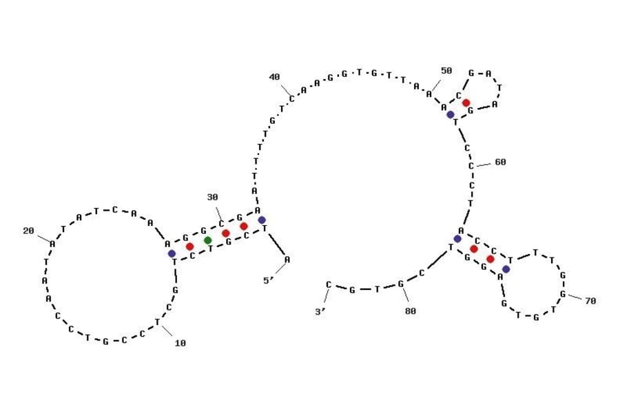Secondary Structure - Anti-MM.1S Multiple Myeloma Cells Aptamer [TY04] (Biotin) (A321011) - Antibodies.com