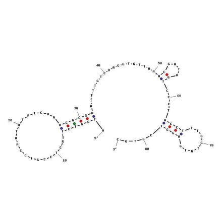 Secondary Structure - Anti-MM.1S Multiple Myeloma Cells Aptamer [TY04] (Biotin) (A321011) - Antibodies.com