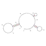 Secondary Structure - Anti-MM.1S Multiple Myeloma Cells Aptamer [TY04] (Biotin) (A321011) - Antibodies.com
