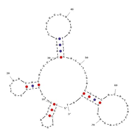 Secondary Structure - Anti-EpCAM Aptamer (Biotin) (A321012) - Antibodies.com