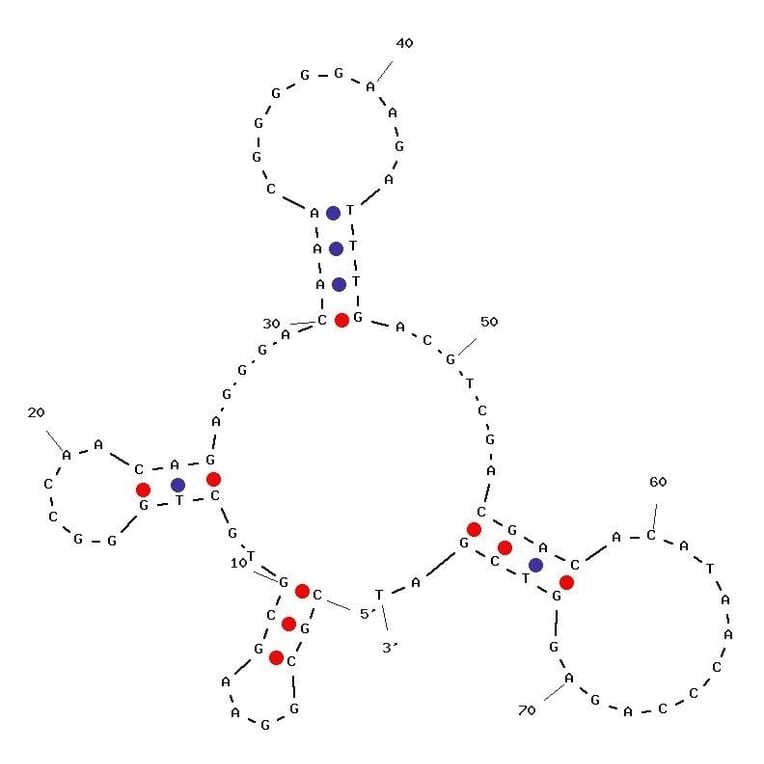 Secondary Structure - Anti-EpCAM Aptamer (Biotin) (A321012) - Antibodies.com