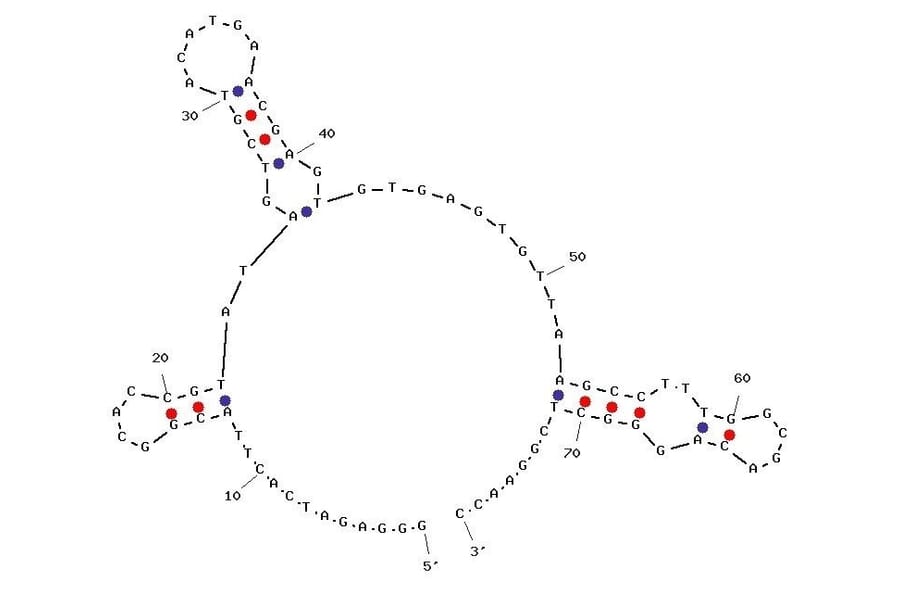 Secondary Structure - Anti-AP-1 cJun Aptamer (Biotin) (A321013) - Antibodies.com