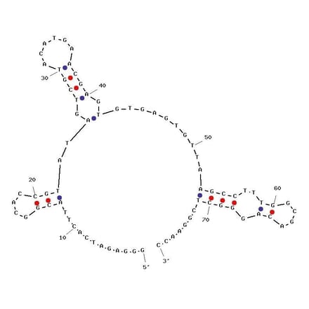 Secondary Structure - Anti-AP-1 cJun Aptamer (Biotin) (A321013) - Antibodies.com