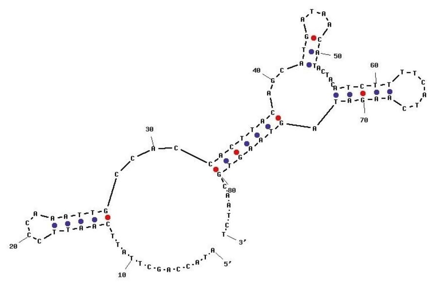 Secondary Structure - Anti-Inflamed Human Aortic Endothelial Cells Aptamer [HAE N55] (Biotin) (A321015) - Antibodies.com