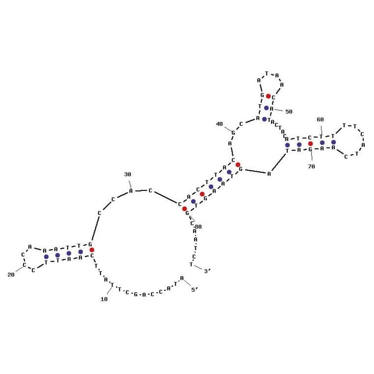 Secondary Structure - Anti-Inflamed Human Aortic Endothelial Cells Aptamer [HAE N55] (Biotin) (A321015) - Antibodies.com