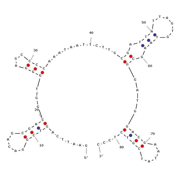 Secondary Structure - Anti-Glioblastoma Cells Aptamer [GBM128] (Biotin) (A321016) - Antibodies.com