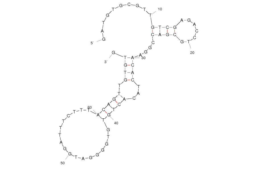Secondary Structure - Anti-E. coli Aptamer (Biotin) (A321017) - Antibodies.com