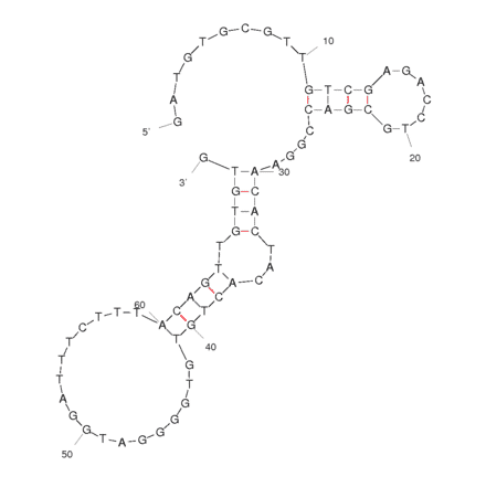 Secondary Structure - Anti-E. coli Aptamer (Biotin) (A321017) - Antibodies.com