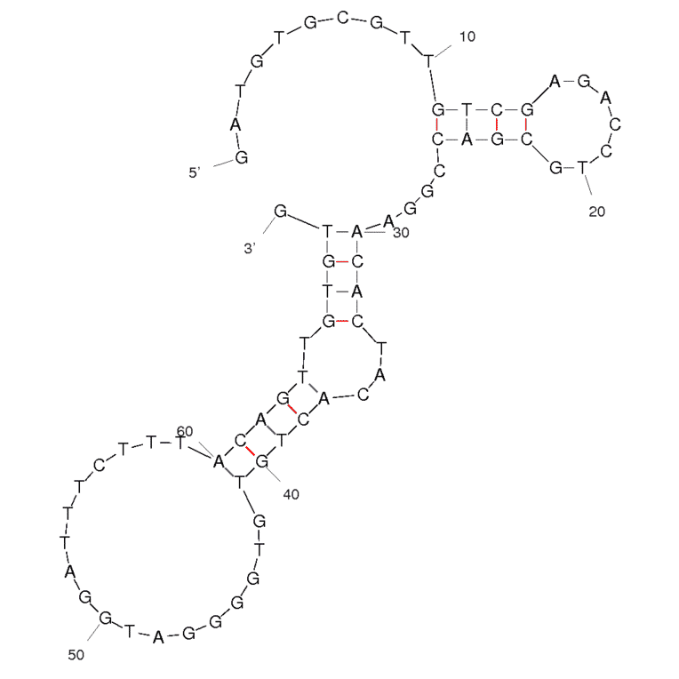Secondary Structure - Anti-E. coli Aptamer (Biotin) (A321017) - Antibodies.com