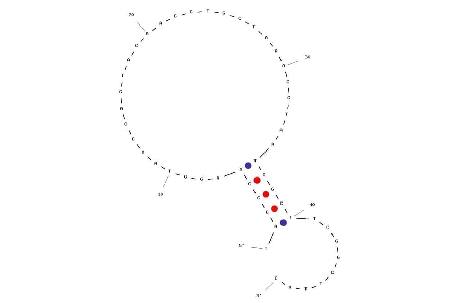 Secondary Structure - Anti-L-Selectin Aptamer (Biotin) (A321019) - Antibodies.com