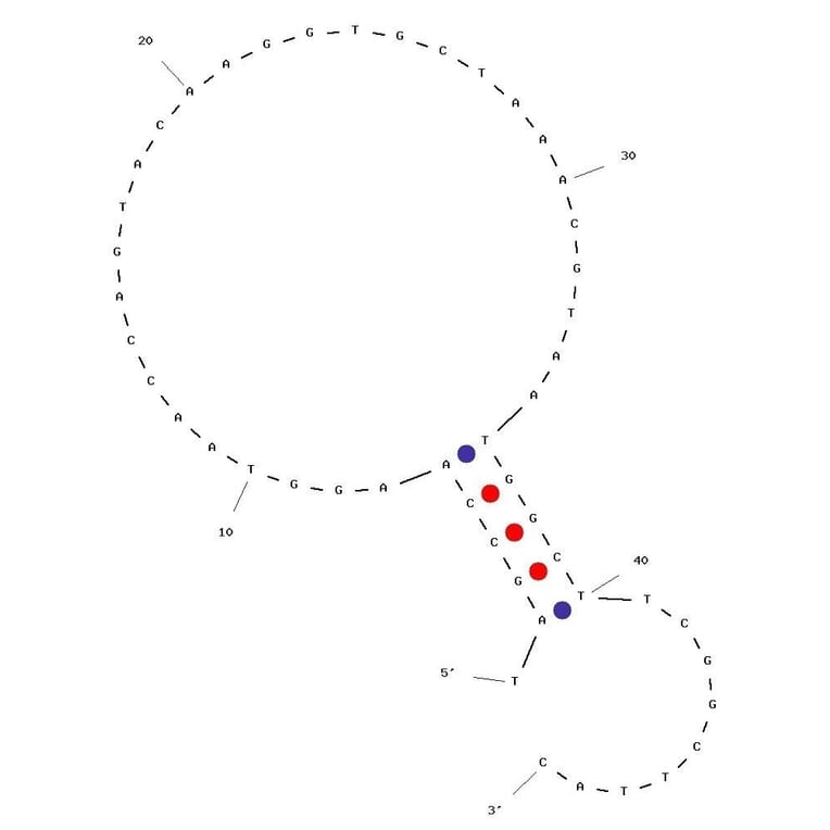 Secondary Structure - Anti-L-Selectin Aptamer (Biotin) (A321019) - Antibodies.com