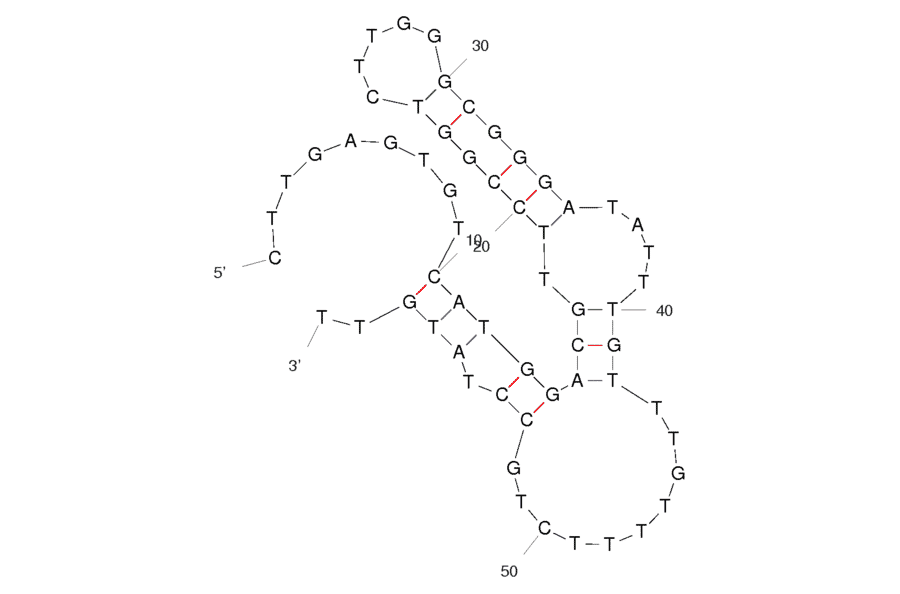 Secondary Structure - Anti-Botulinum Neurotoxin Type A / BoNT A Light Chain Aptamer (Biotin) (A321020) - Antibodies.com