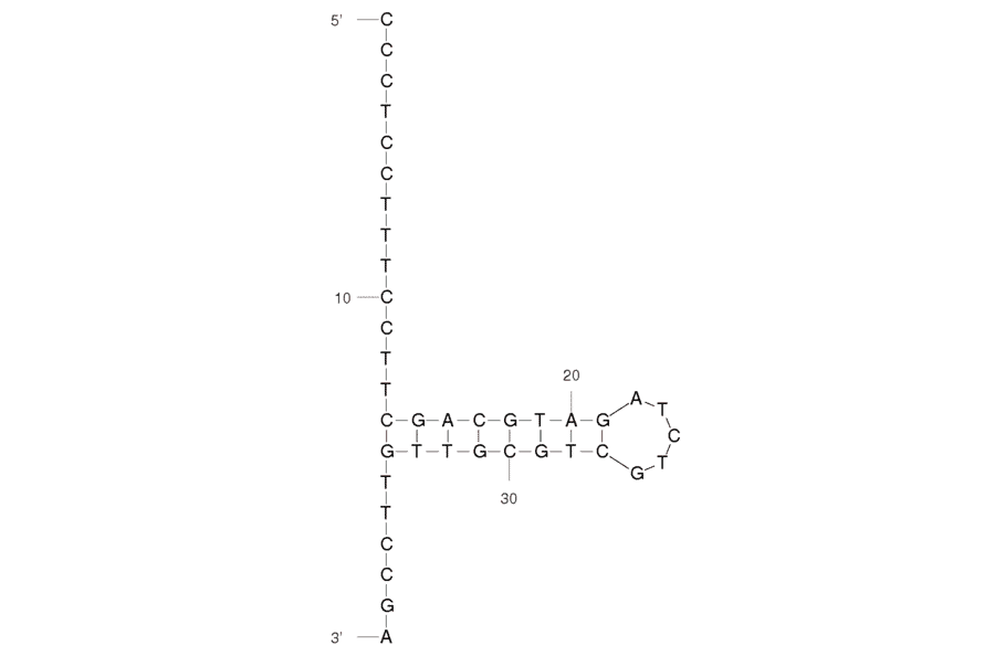 Secondary Structure - Anti-Myoglobin Aptamer [Myo40-7-27] (Biotin) (A321021) - Antibodies.com