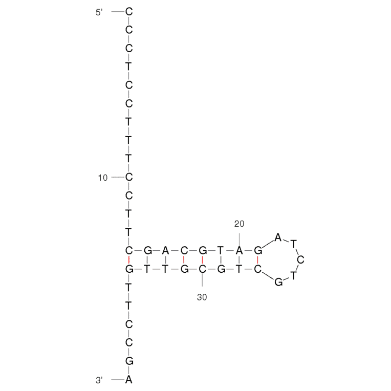 Secondary Structure - Anti-Myoglobin Aptamer [Myo40-7-27] (Biotin) (A321021) - Antibodies.com