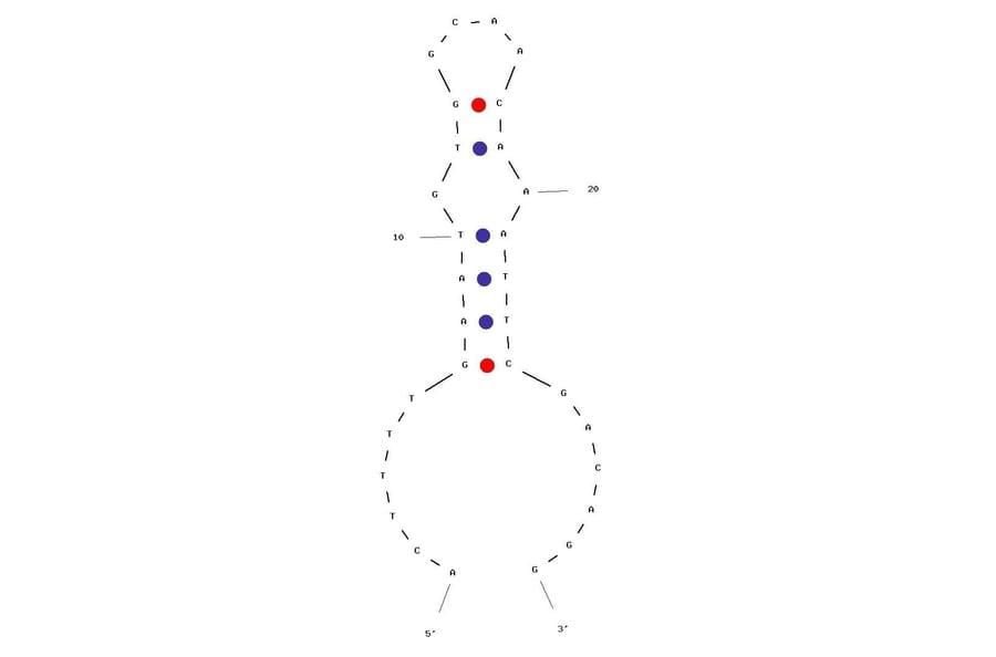 Secondary Structure - Anti-Heparanase / HPSE1 Aptamer [1.5 M Short] (Biotin) (A321023) - Antibodies.com